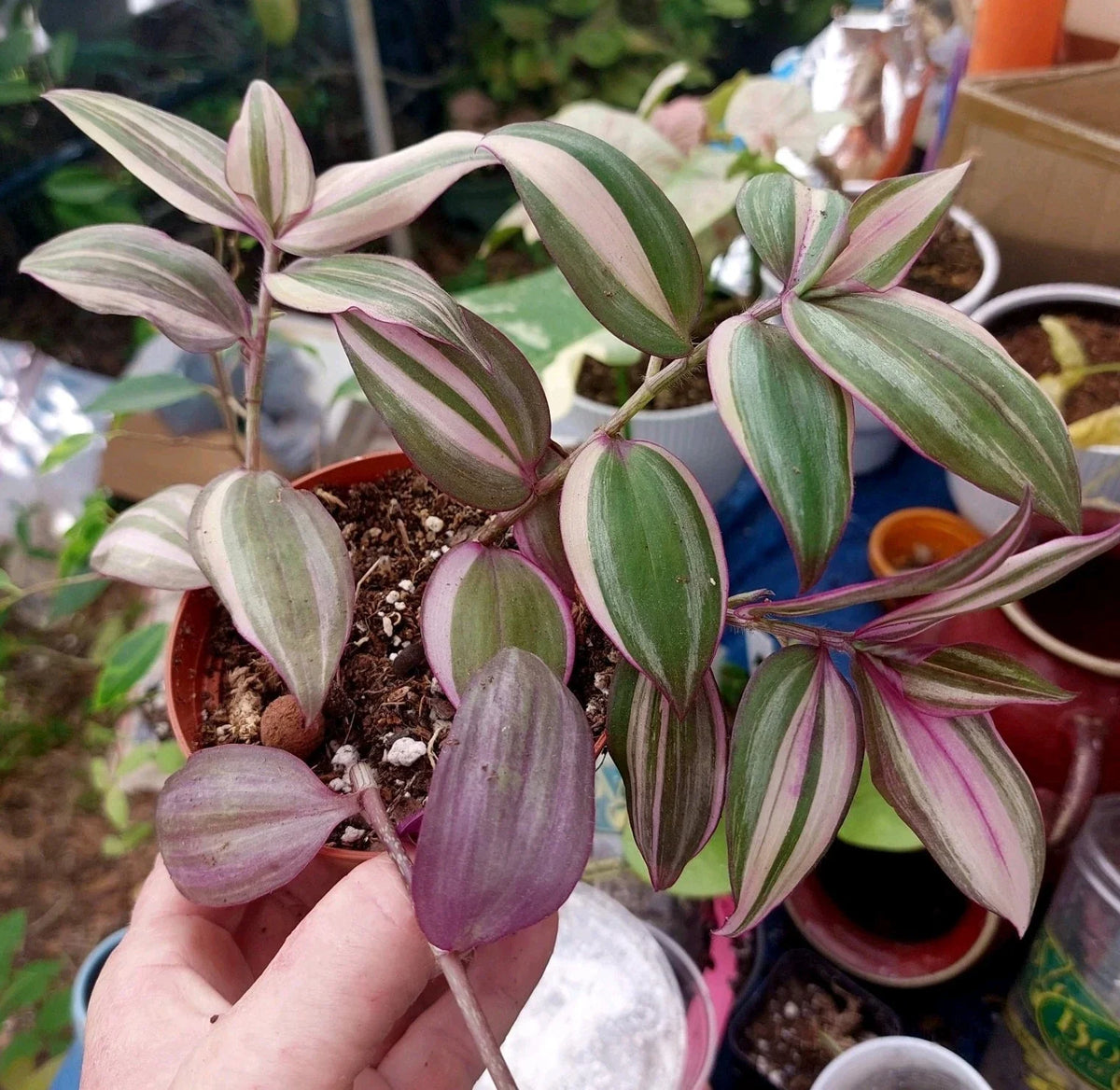 Wandering Jew Plant Cutting - 1 Variegated White - Tradescantia Variegata - Rare Houseplant for Indoor Gardens