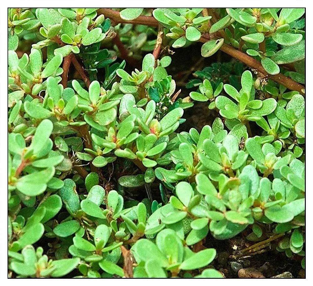 Purslane Seeds 1000 Count | Green Non-GMO | Fresh Garden Seeds | Portulaca oleracea
