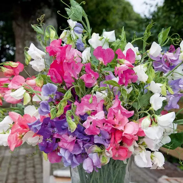 Bijou Mix Sweet Pea Seeds | Heirloom Flower Seeds | Lathyrus odoratus | Free Shipping