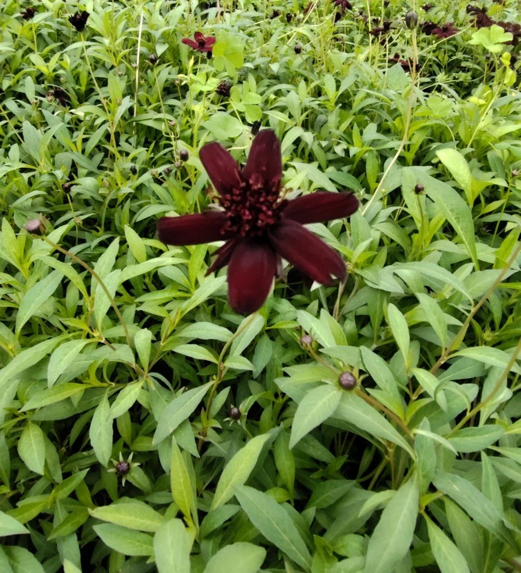 Chocolate Cosmo Live Starter Plug Plant - Dark Brown Flowers - Cosmos atrosanguineus