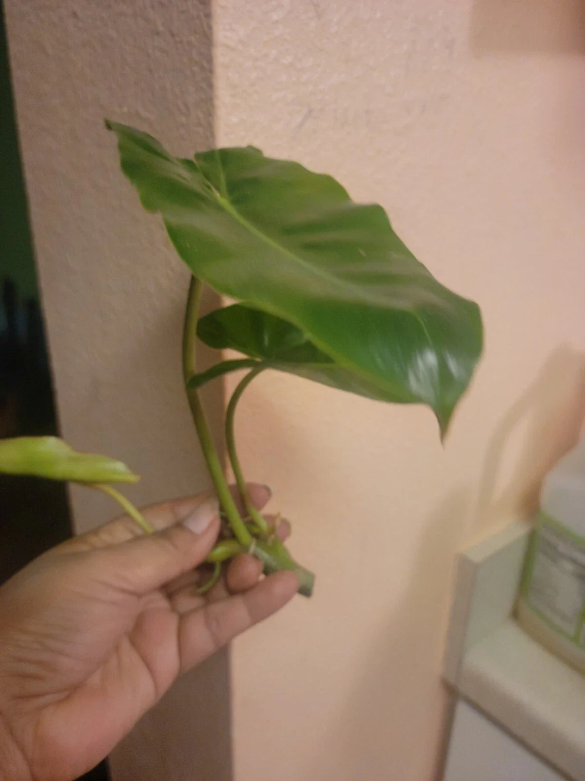 Burle Marx Philodendron Cuttings - Tropical Plant Clippings - Easy Care Indoor Greenery - Philodendron 'Burle Marx'