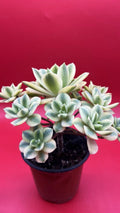 Aeonium Floresens Succulent Plant - Fully Rooted Green Variety - Drought-Tolerant Houseplant - Indoor Gardening