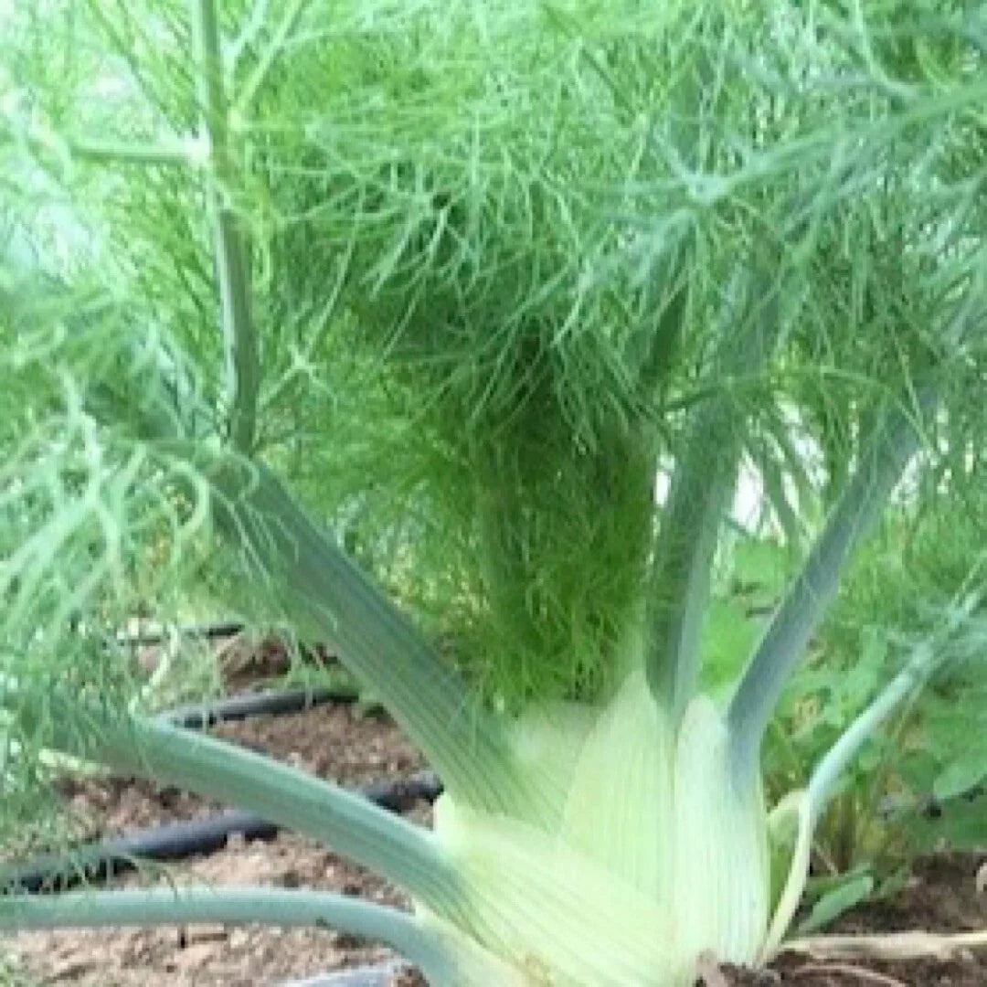 200+ Florence Fennel Seeds, Herb Garden Seeds, Foeniculum vulgare, USA Grown