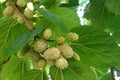 50+ Organic White Mulberry Seeds, Heirloom Variety (Morus alba), USA Harvested, Non-GMO, Plant for Fruit Production