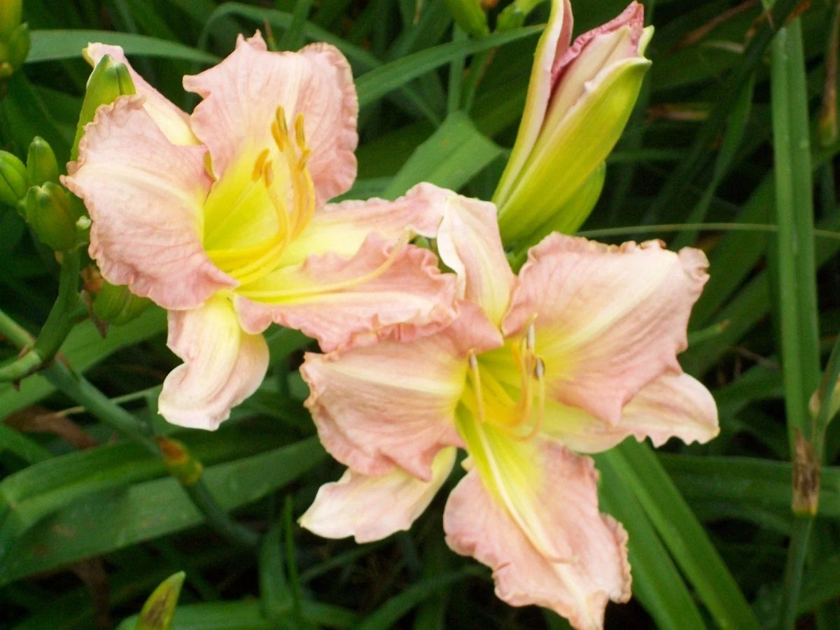 Antique Rose Daylily Plant - Beautiful Perennial Flower - Hemerocallis spp.