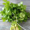 Cilantro Seeds - 500+ Non-GMO Fresh Garden Seeds - Coriandrum sativum - USA Grown, Free Shipping