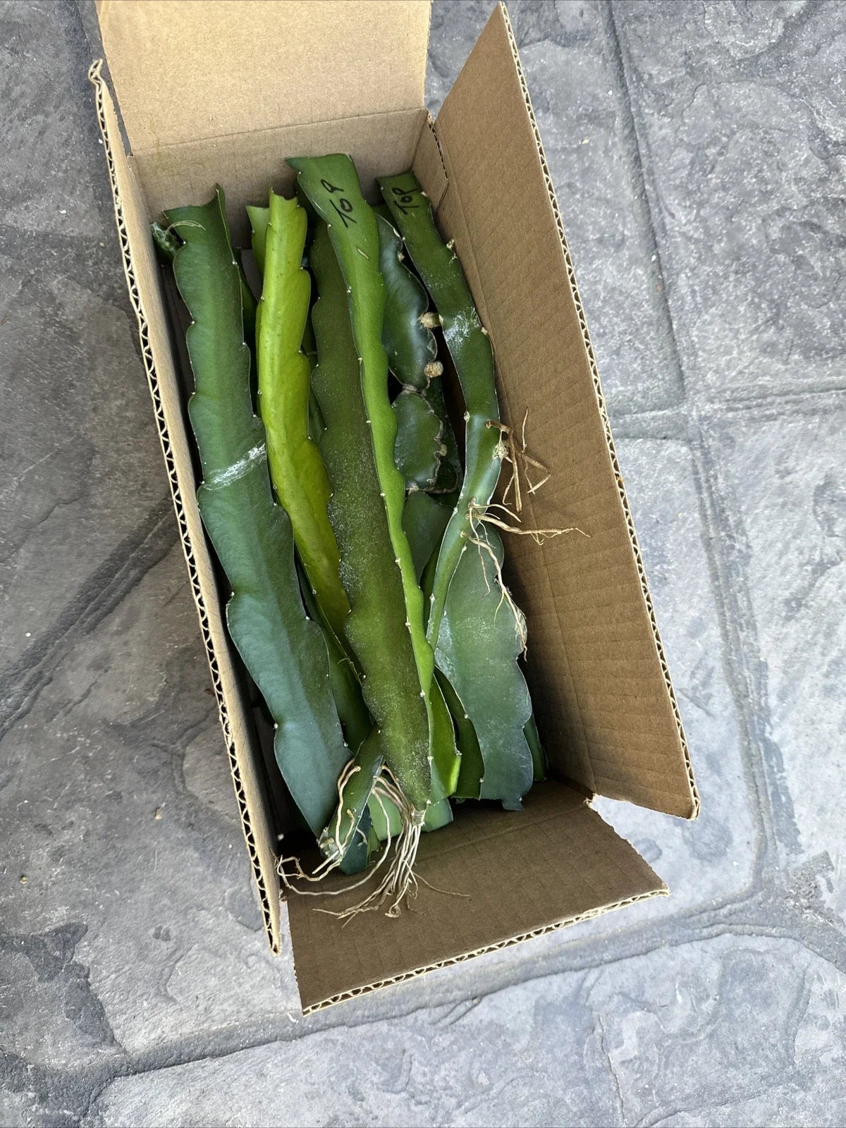 Dragon Fruit Cuttings 8-14 Inches Long - Hylocereus Undatus, Pitaya Variety - 13 Healthy Plant Clippings for Easy Propagation