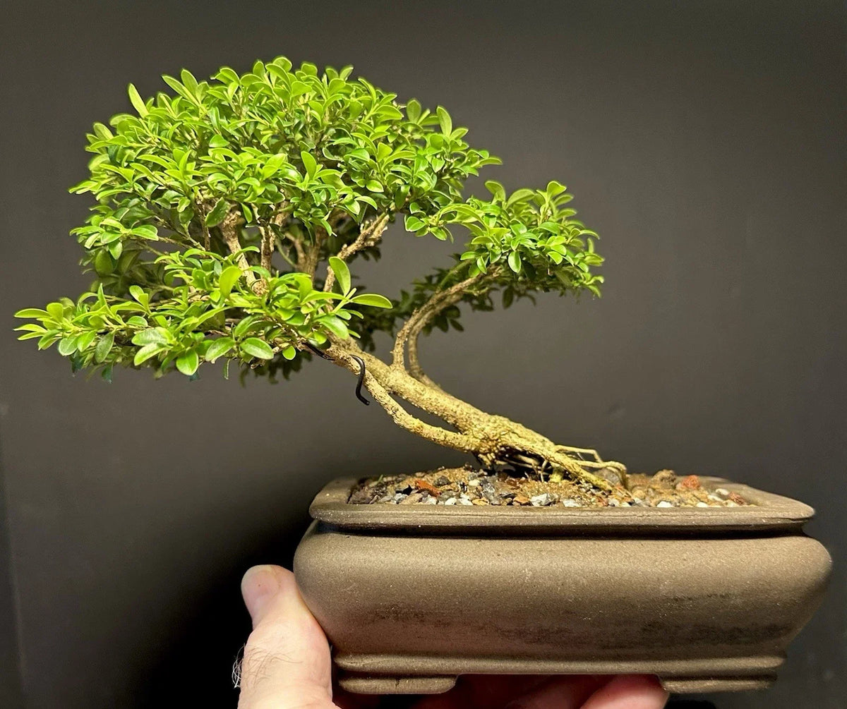 Bonsai Tree 8” Kingsville Boxwood 15 Years Old in Quality Chinese Pot - Buxus microphylla 'Kingsville'