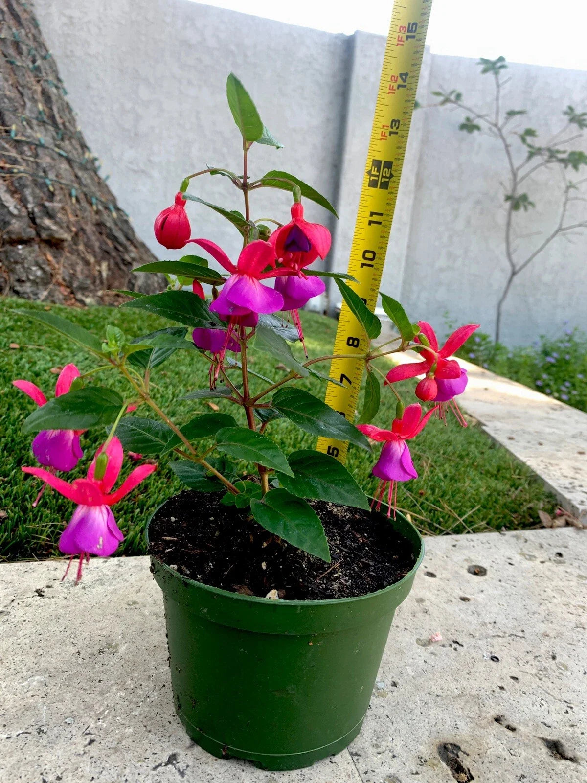 Blue Eyes Fuchsia Live Plant 12x6x6" Well-Rooted in 6 Inch Pot (Fuchsia 'Blue Eyes')