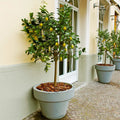 Meyer Lemon Tree - Live Citrus Plant 8-14" Tall in 10" Pot - Citrus limon