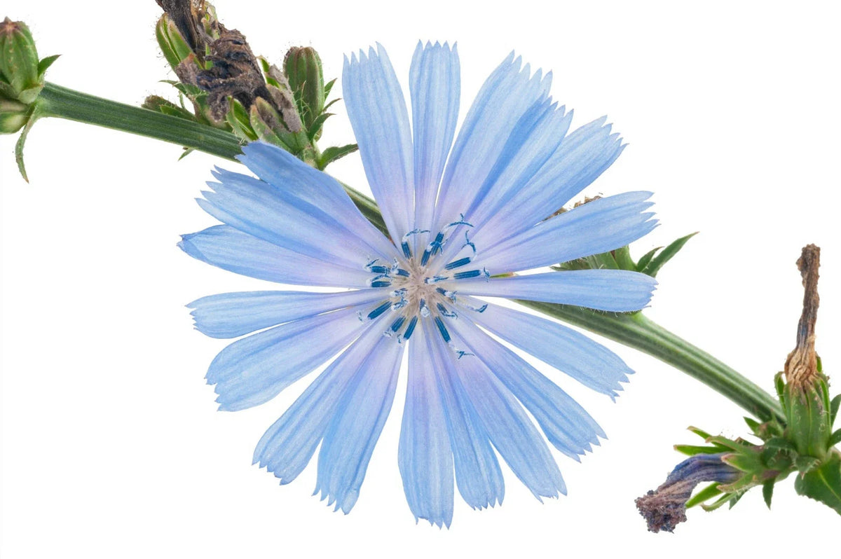 Chicory Seeds 1000+ | Blue Dandelion | Perennial Medicinal Herb & Coffee Substitute | Cichorium intybus