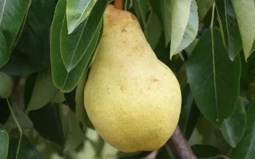 25+ Bartlett Pear Seeds for Planting - Pyrus communis - USA Grown, Organic, Heirloom Variety - Free Shipping