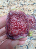 Ponte Tresa Fig Tree Cuttings - 2 Delicious Swiss Fig Cuttings - Ficus carica 'Ponte Tresa' with Beautiful Coloring