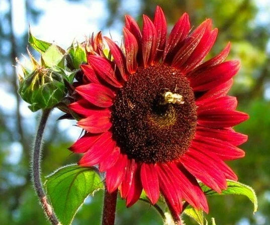 Chocolate Cherry Sunflower Seeds 50+ Pack Annual Garden Bees Birds Helianthus annuus