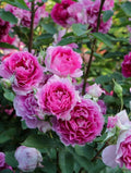 Rare Japanese Floribunda Rose Plant, 4" , Sheherazad 天方夜谭, Live Rose Variety