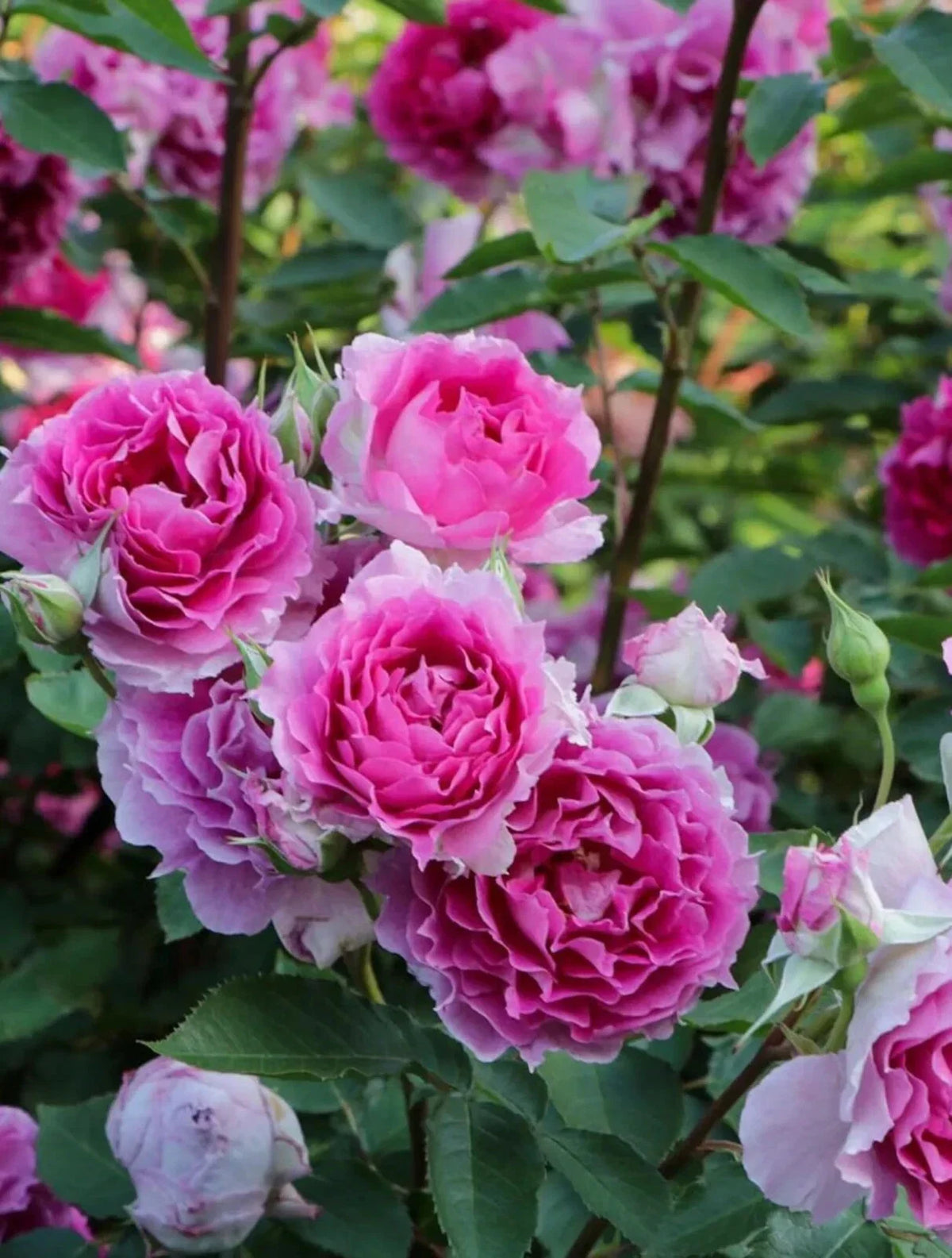 Rare Japanese Floribunda Rose Plant, 4" , Sheherazad 天方夜谭, Live Rose Variety