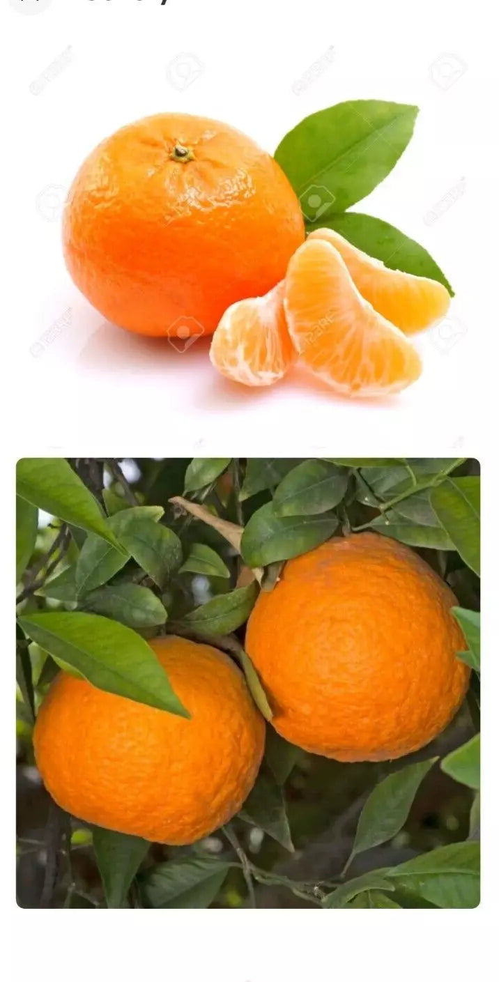 Mandarin Orange Seeds - 5 Pack, Seedless, Citrus reticulata, Patio Plant, Drought Tolerant, Indoor/Outdoor, USDA Zone 6-11