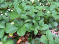 Everbearing Strawberry Plants - Established Perennial Edible Live Plants - Fragaria × ananassa - 10 Pack