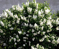 Madame Lemoine Lilac Starter Plant 4-8” Tall Syringa Vulgaris Well Rooted Perennial Shrub for Garden Landscaping