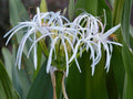 Live Rooted White Spider Crinum Lily Amoenum - Giant Flowering Starter Plant - Aquatic Perennial for Gardens