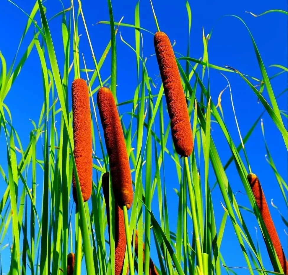 Cattail Seeds for Planting - 5,000+ Seeds - Aquatic Plant for Wetlands (Typha spp.)