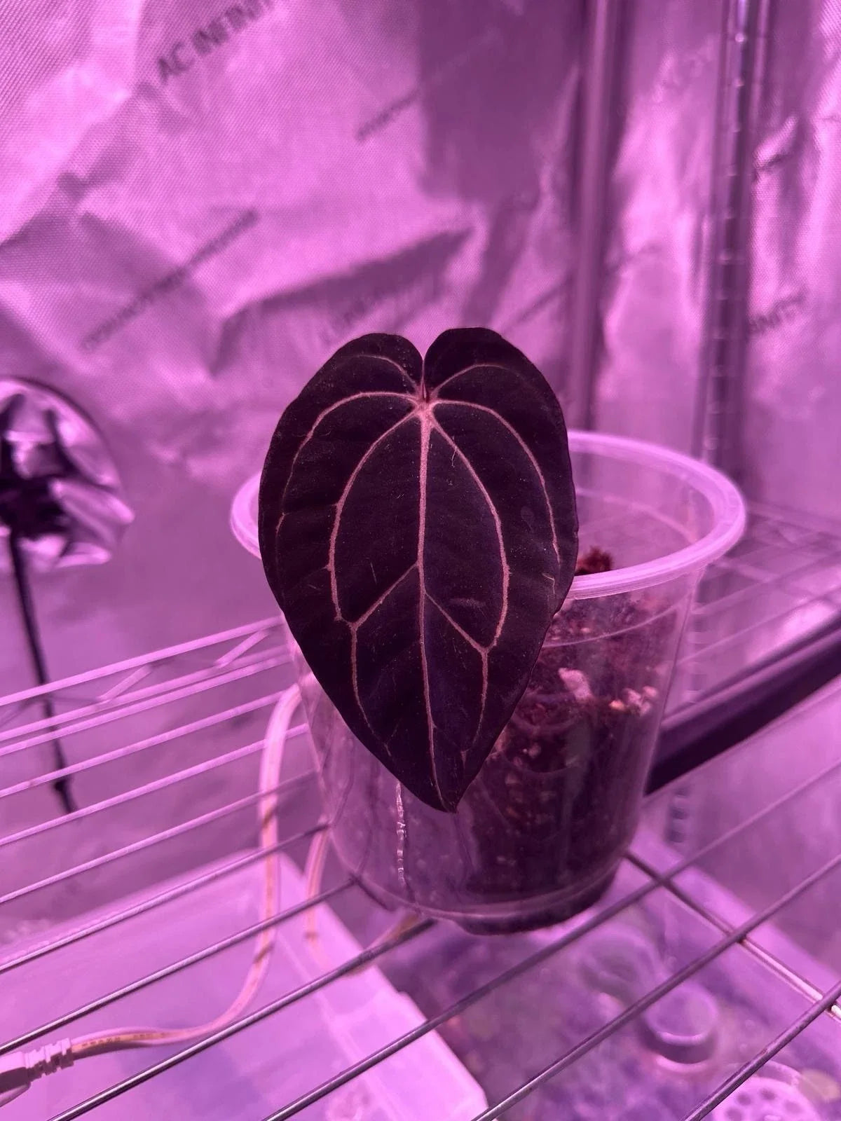 Anthurium Carlablackiae 1 Leaf Cutting Live Plant - Rare Tropical Houseplant for Home Decor
