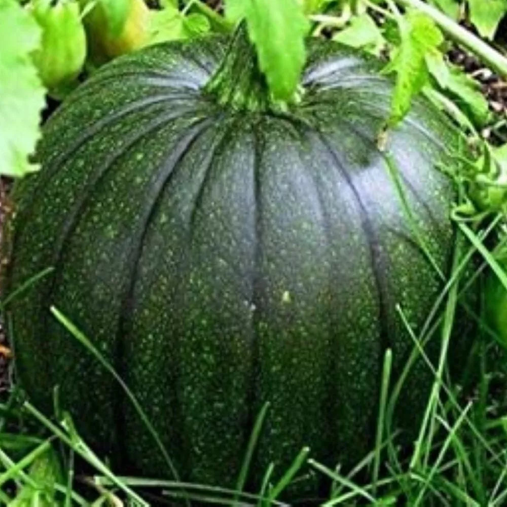 Italian Squash Seeds - Zucca De Lungo Verde - Non-GMO Fresh Garden Seeds - Heirloom Variety