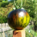 Green Zebra Tomato Seeds - 120+ Heirloom Organic Non-GMO - Fresh Vegetable Seeds - Solanum lycopersicum