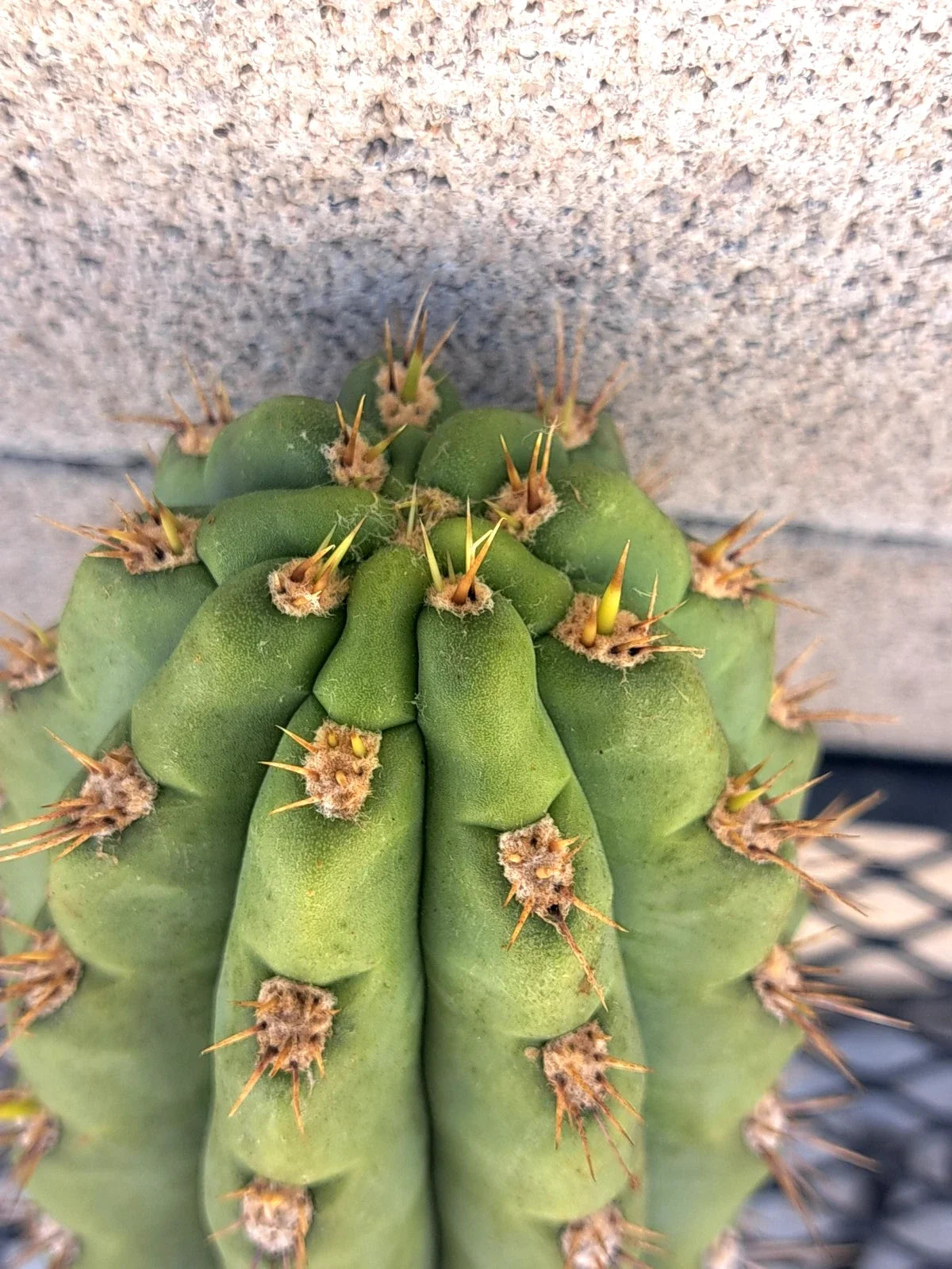 Cereus Cactus Cutting 8.5" Miscellaneous Variety - Perfect for Indoor Plant Lovers - Unique Succulent Cutting