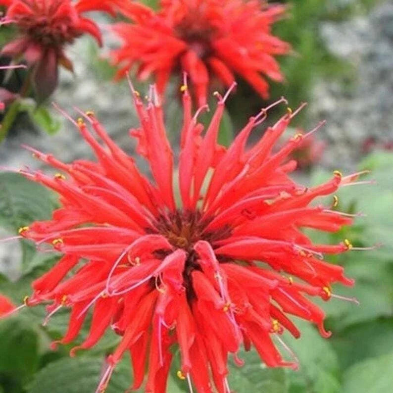 Bee Balm Seeds - 100 Bright Red Hummingbird Flower Seeds - Monarda didyma