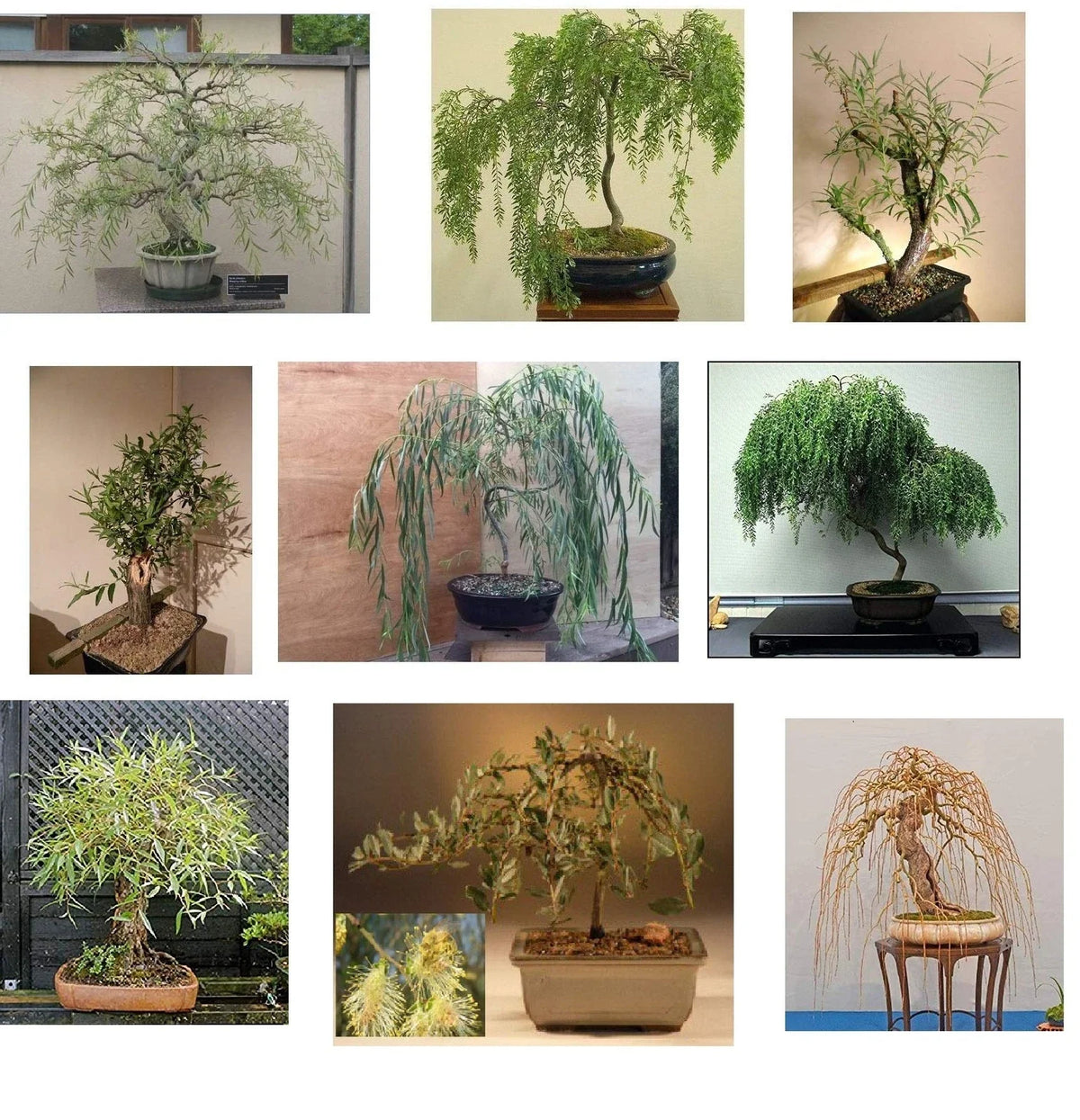 Bonsai Bundle - 9 Exotic Willow Varieties - Salix spp. - Indoor/Outdoor, Starter Plants for Gardening Enthusiasts