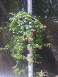 APTENIA Cuttings - 6 Red Apple Ice Plant Baby Sunrose Cuttings + 1 Free Cutting - Aptenia cordifolia