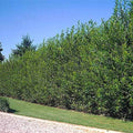 5 Foot Tall Hybrid Willow Cutting - Fast-Growing Tree, Salix × sepulcralis