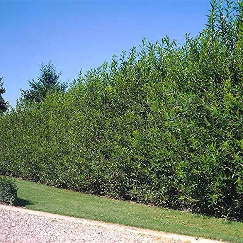 5 Foot Tall Hybrid Willow Cutting - Fast-Growing Tree, Salix × sepulcralis