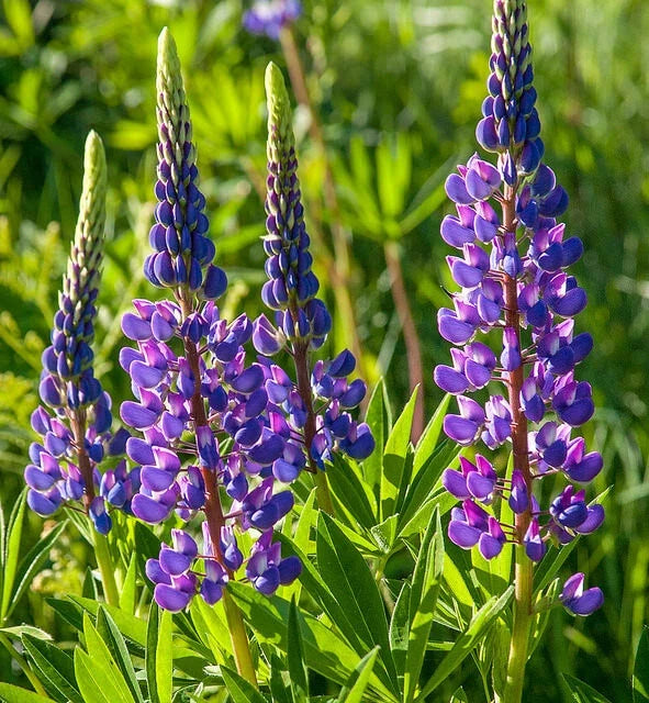 Lupine Seeds - 25 Pack - Annual Arroyo Quick Color Blue - Lupinus Succulentus - Free Shipping on 15+ Orders