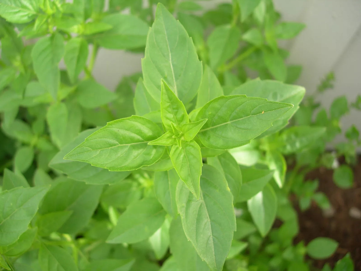 90 Basil Seeds - Rare Lime Scented Herb - Ocimum basilicum 'Lime' - GroCo, Buy 15, Ships Free