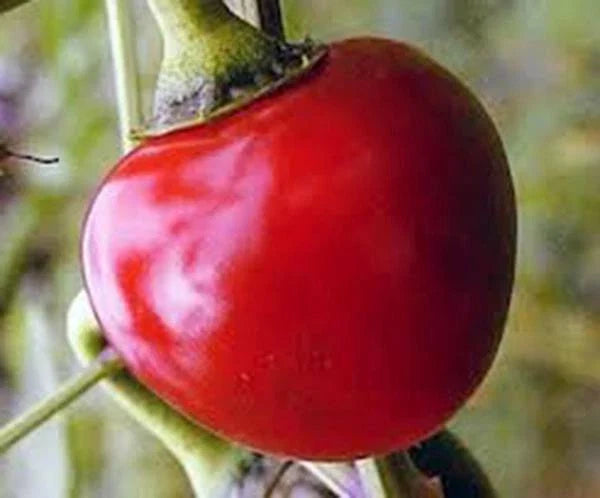 Large Hot Cherry Pepper Seeds, Heirloom, Non-GMO, 500 Seeds, Capsicum annuum