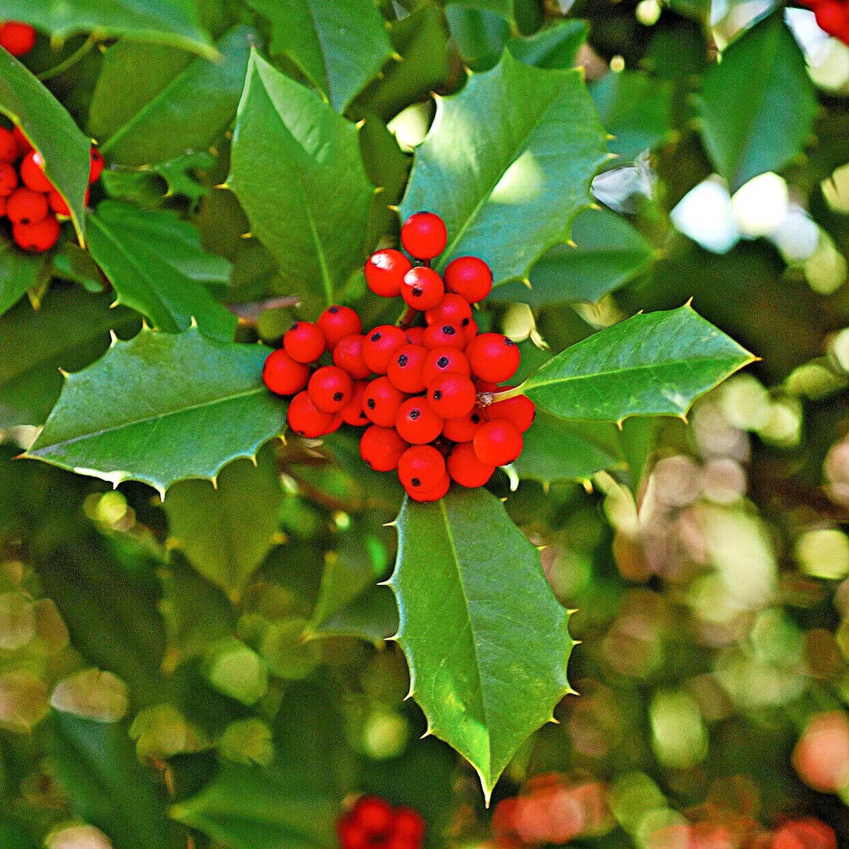 American Holly Cuttings - 20 Thin Cuttings with Leaves - Ilex opaca - Perfect for Gardening and Planting