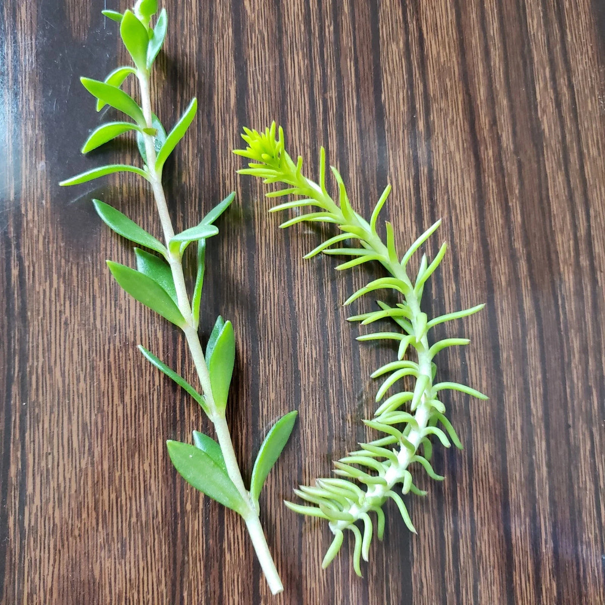 50 Sedum Cuttings - 2 Varieties: Rupestre Angelina & Sarmentosum Stonecrop垂盆草 - Edible Succulent Plants