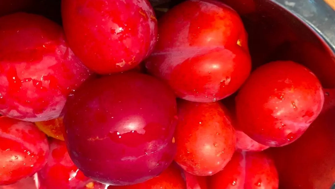 Japanese Red Plum Cuttings - Sweet Juicy Fruits - Edible Landscaping - Prunus salicina
