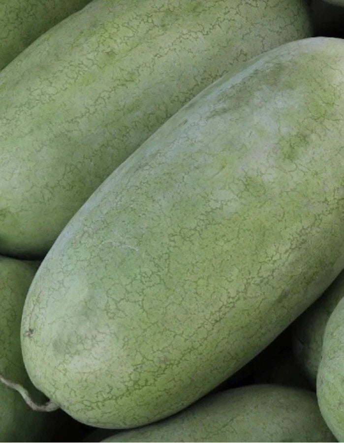 Charleston Gray Watermelon Seeds, 20 Count, NON-GMO, Huge Fruit, Citrullus lanatus