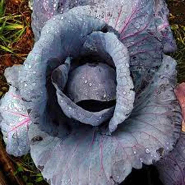 Cabbage Seeds, 100 Seeds, Red Acre Heirloom, Non-GMO, Brassica oleracea