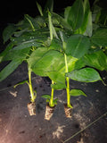 Goldfinger Banana Plant - 4-8 Inches Tall - Rare Edible Variety - Musa acuminata - Pesticide Free, Non-GMO, Healthy Plants