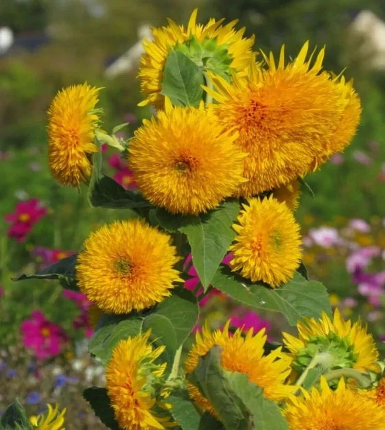 Sungold Dwarf Teddy Bear Sunflower Seeds - 50 Organic Seeds - Helianthus annuus - USA Grown, Free Shipping