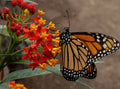 Blood Flower Seeds - Tropical Milkweed - Mexican Butterfly Weed - Asclepias curassavica - Free Shipping