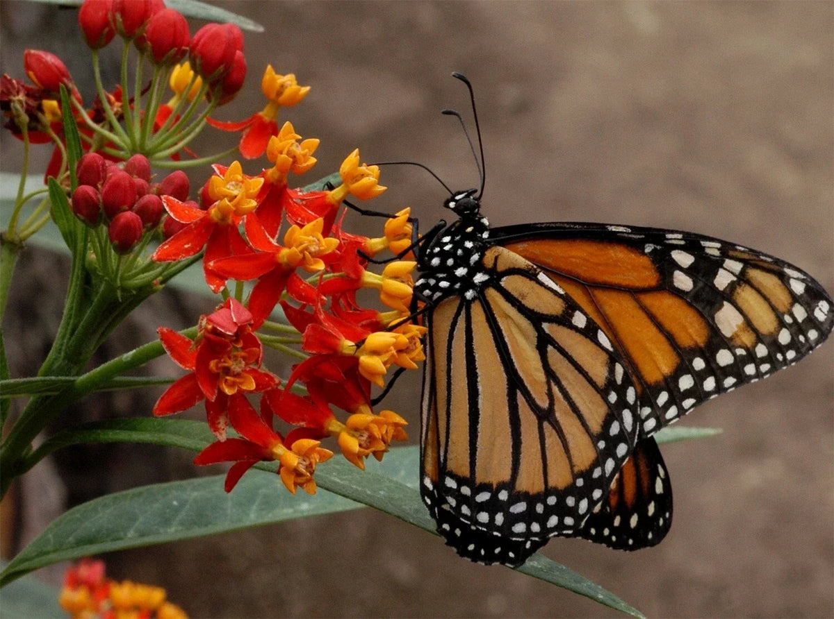 Blood Flower Seeds - Tropical Milkweed - Mexican Butterfly Weed - Asclepias curassavica - Free Shipping