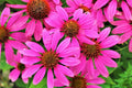 50 Bright Star Coneflower Seeds - Echinacea Perennial Bloom Flower Seeds - Garden Planting, USA Grown