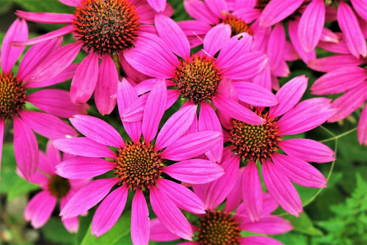 50 Bright Star Coneflower Seeds - Echinacea Perennial Bloom Flower Seeds - Garden Planting, USA Grown