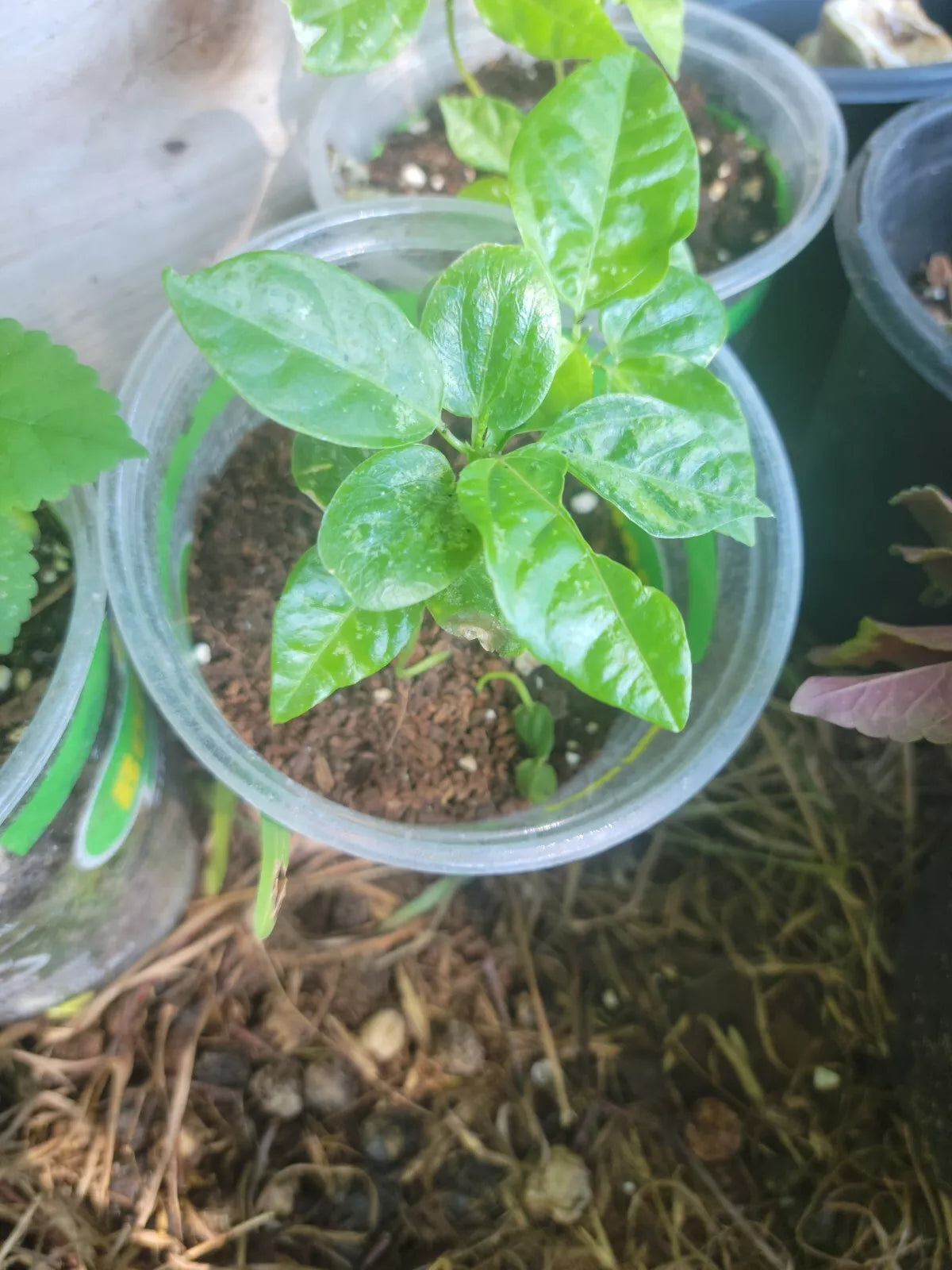 MAYPOP PURPLE PASSION FLOWER VINE Live Plant 4" Pot (Passiflora incarnata x Passiflora cincinnata) Incense