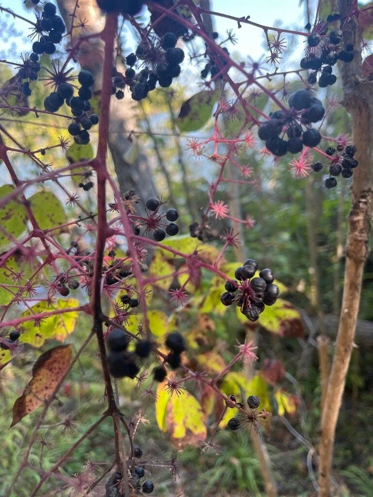 Aralia Spinosa Seeds - Walking Stick Plant - Berry Producing - Choose Your Quantity